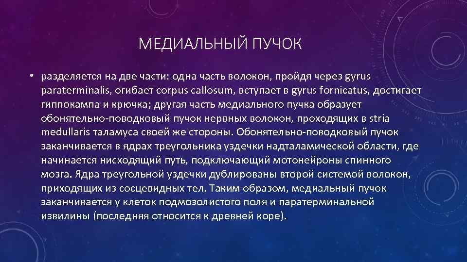 МЕДИАЛЬНЫЙ ПУЧОК • разделяется на две части: одна часть волокон, пройдя через gyrus paraterminalis,