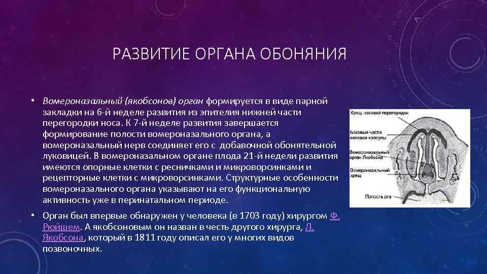 РАЗВИТИЕ ОРГАНА ОБОНЯНИЯ • Вомероназальный (якобсонов) орган формируется в виде парной закладки на 6