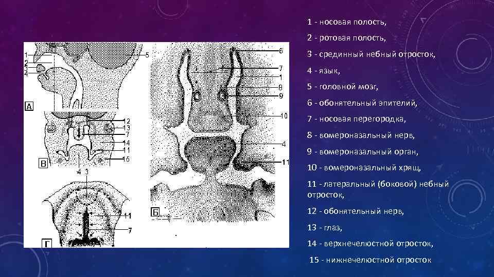 1 носовая полость, 2 ротовая полость, 3 срединный небный отросток, 4 язык, 5 головной