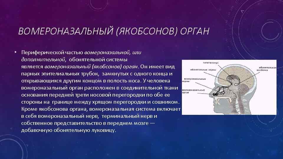 Псевдафенопс Якобсона - 3550415