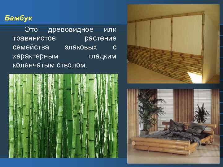 Бамбук Это древовидное или травянистое растение семейства злаковых с характерным гладким коленчатым стволом. 