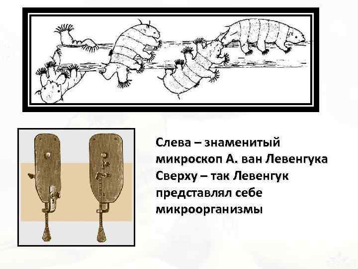 Слева – знаменитый микроскоп А. ван Левенгука Сверху – так Левенгук представлял себе микроорганизмы