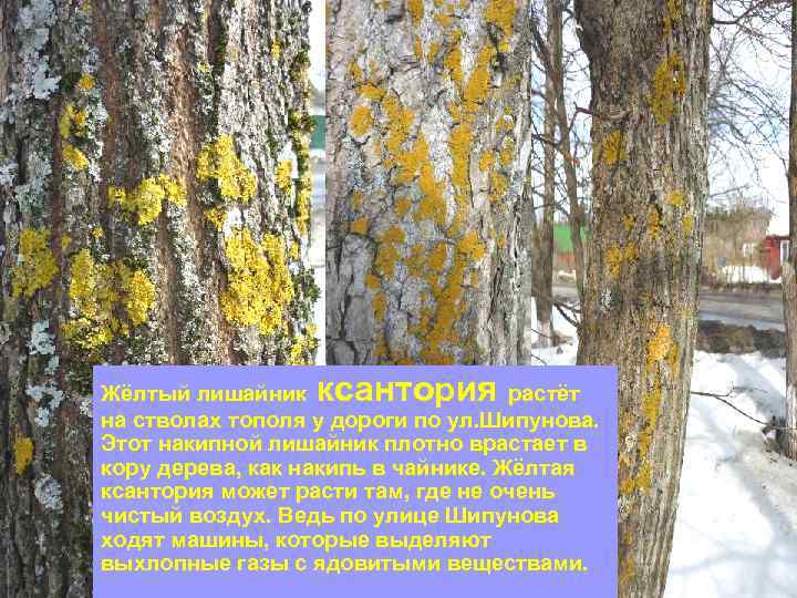 ксантория Жёлтый лишайник растёт на стволах тополя у дороги по ул. Шипунова. Этот накипной