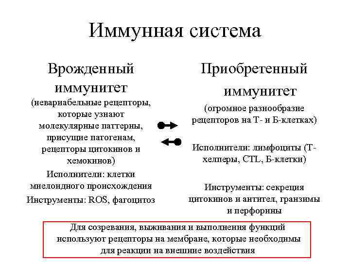 Иммунная система Врожденный иммунитет (невариабельные рецепторы, которые узнают молекулярные паттерны, присущие патогенам, рецепторы цитокинов