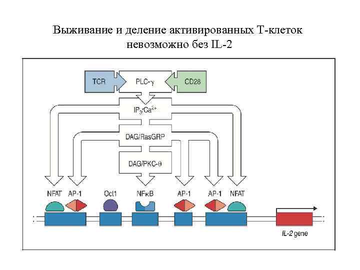 Выживание и деление активированных Т-клеток невозможно без IL-2 
