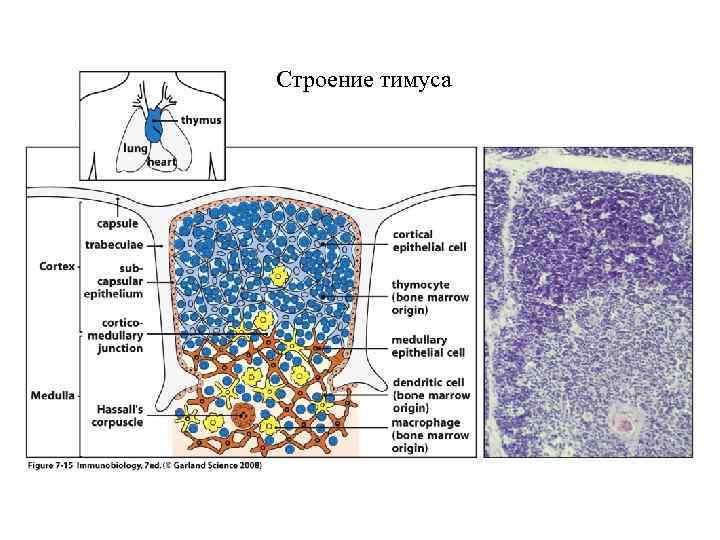 Строение тимуса 