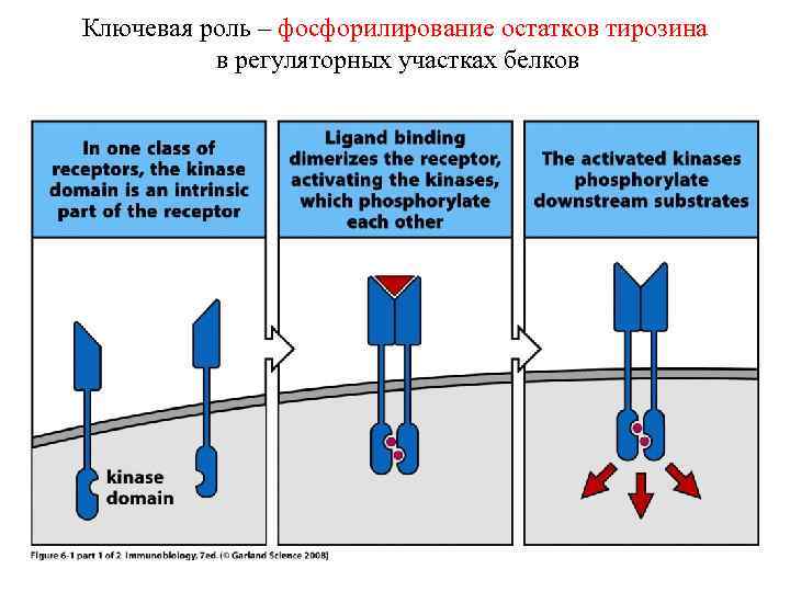 Ключевая роль – фосфорилирование остатков тирозина в регуляторных участках белков 