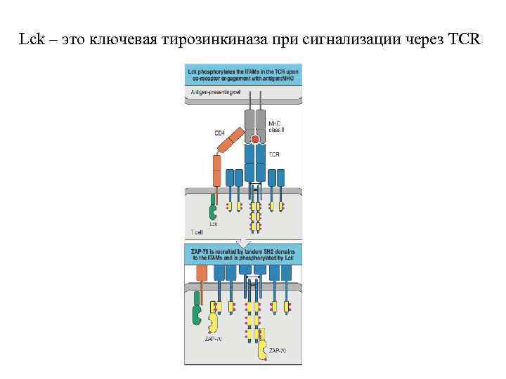 Lck – это ключевая тирозинкиназа при сигнализации через TCR 
