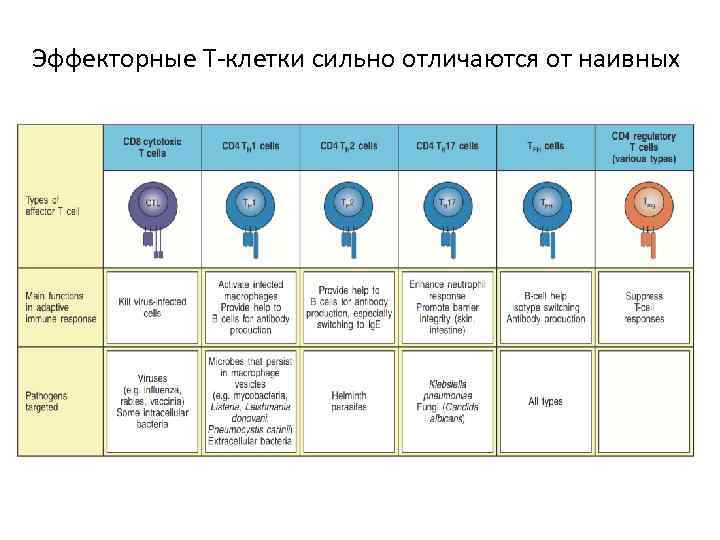 Эффекторные Т-клетки сильно отличаются от наивных 