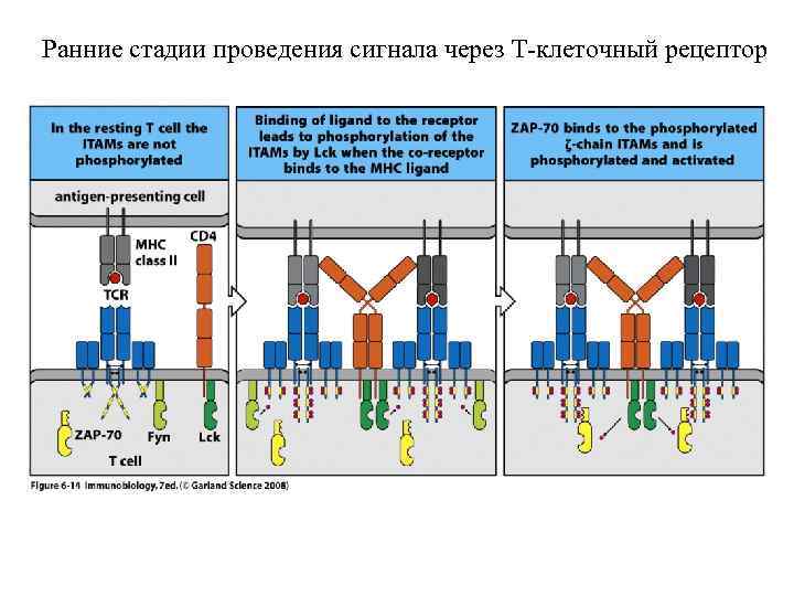Ранние стадии проведения сигнала через Т-клеточный рецептор 