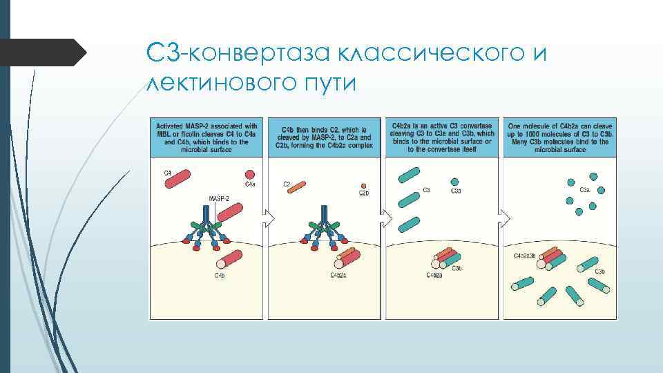 С 3 -конвертаза классического и лектинового пути 