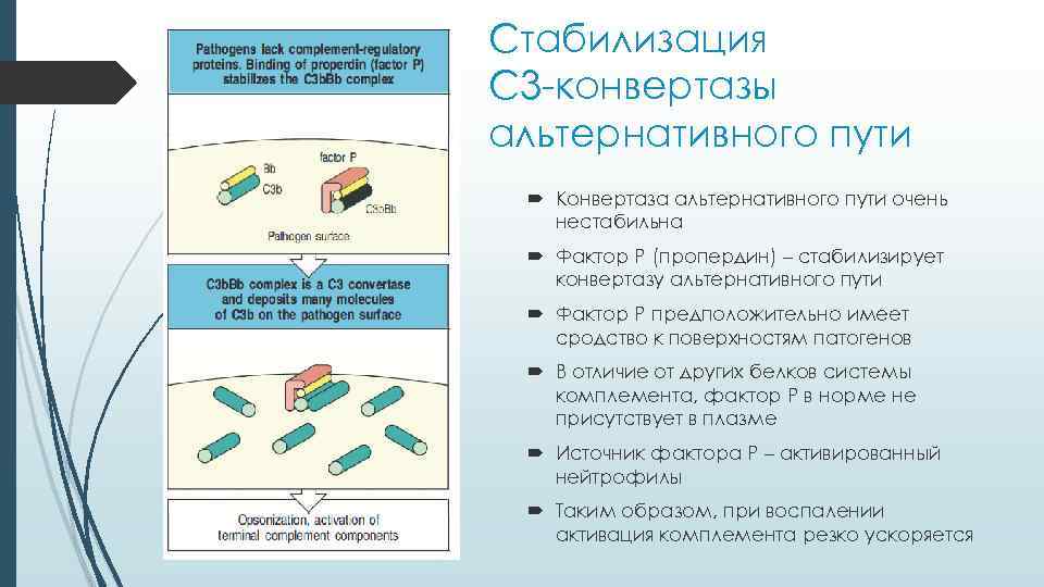 Стабилизация С 3 -конвертазы альтернативного пути Конвертаза альтернативного пути очень нестабильна Фактор P (пропердин)
