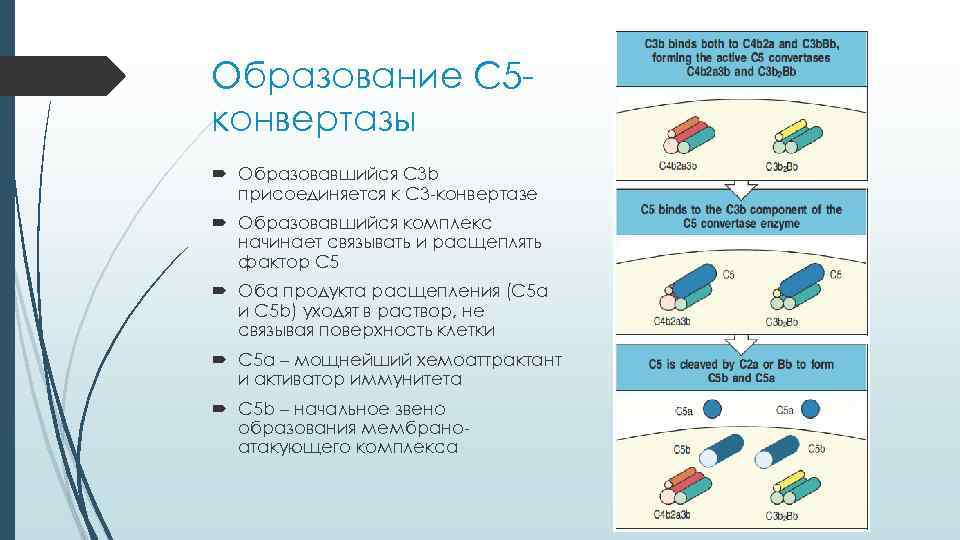 Образование С 5 конвертазы Образовавшийся C 3 b присоединяется к С 3 -конвертазе Образовавшийся