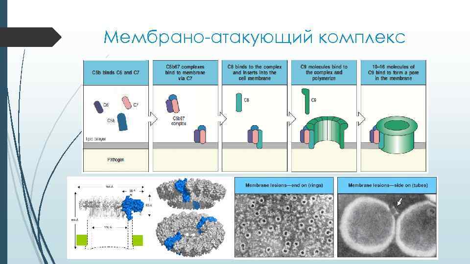 Мембрано-атакующий комплекс 