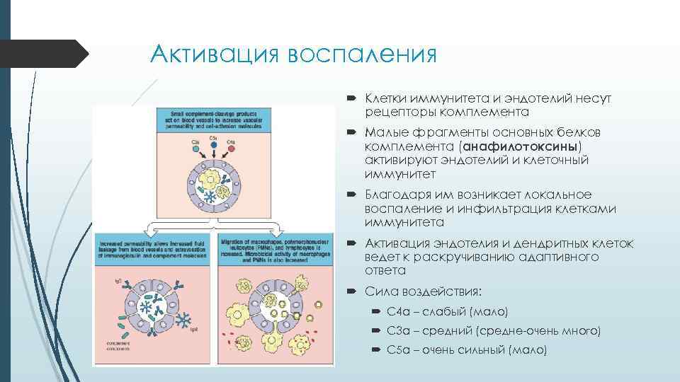 Активация воспаления Клетки иммунитета и эндотелий несут рецепторы комплемента Малые фрагменты основных белков комплемента