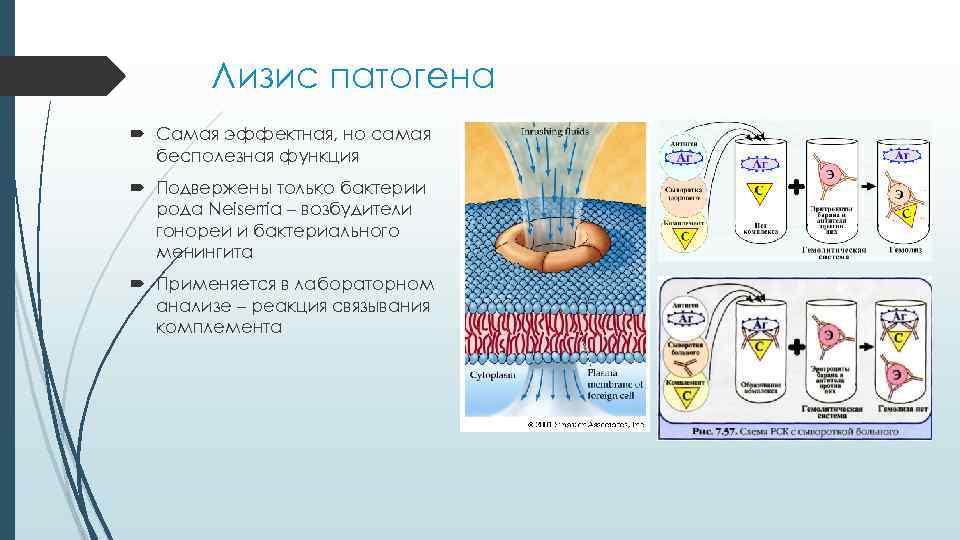Лизис патогена Самая эффектная, но самая бесполезная функция Подвержены только бактерии рода Neiserria –