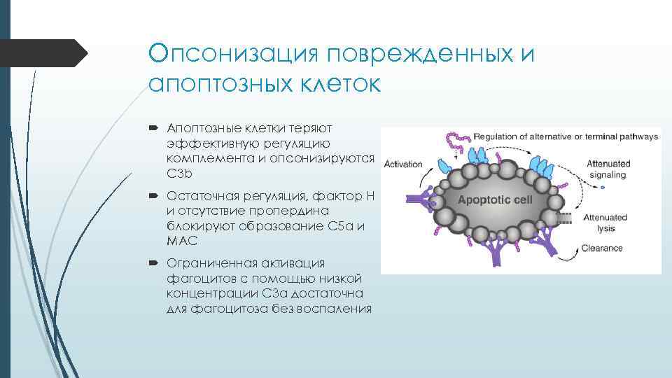 Опсонизация поврежденных и апоптозных клеток Апоптозные клетки теряют эффективную регуляцию комплемента и опсонизируются С