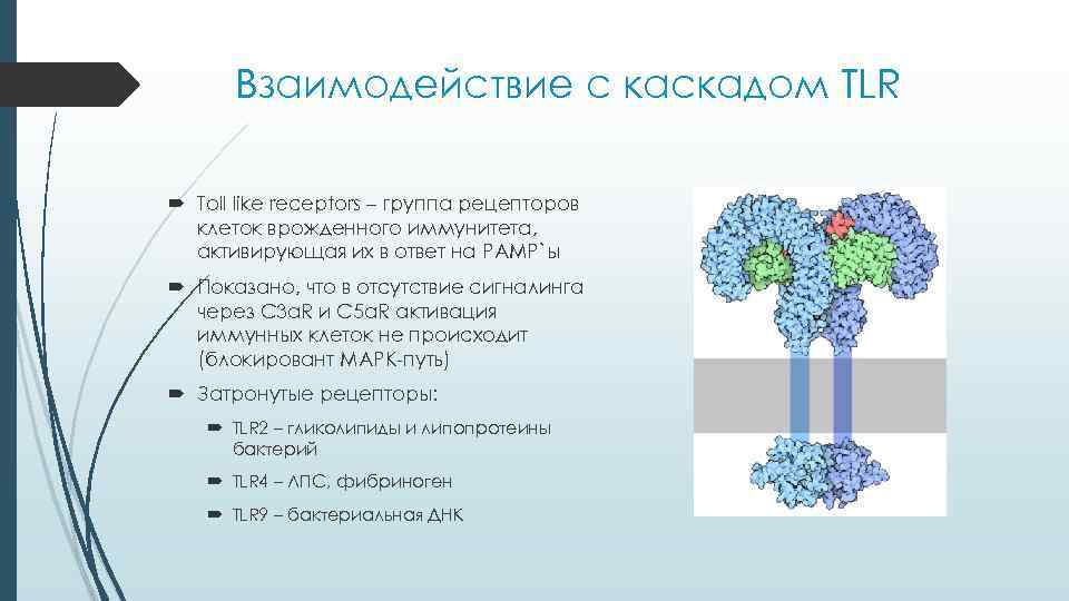 Взаимодействие с каскадом TLR Toll like receptors – группа рецепторов клеток врожденного иммунитета, активирующая
