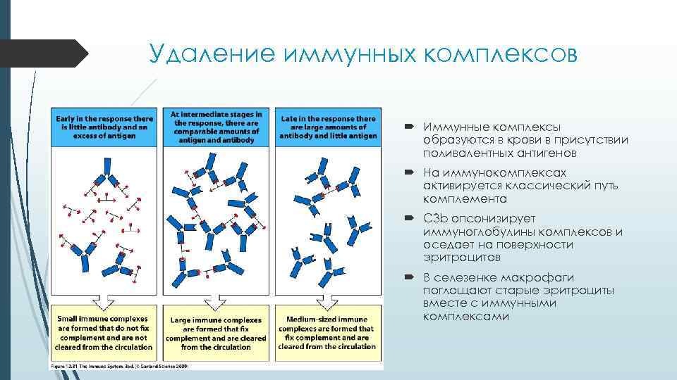 Удаление иммунных комплексов Иммунные комплексы образуются в крови в присутствии поливалентных антигенов На иммунокомплексах