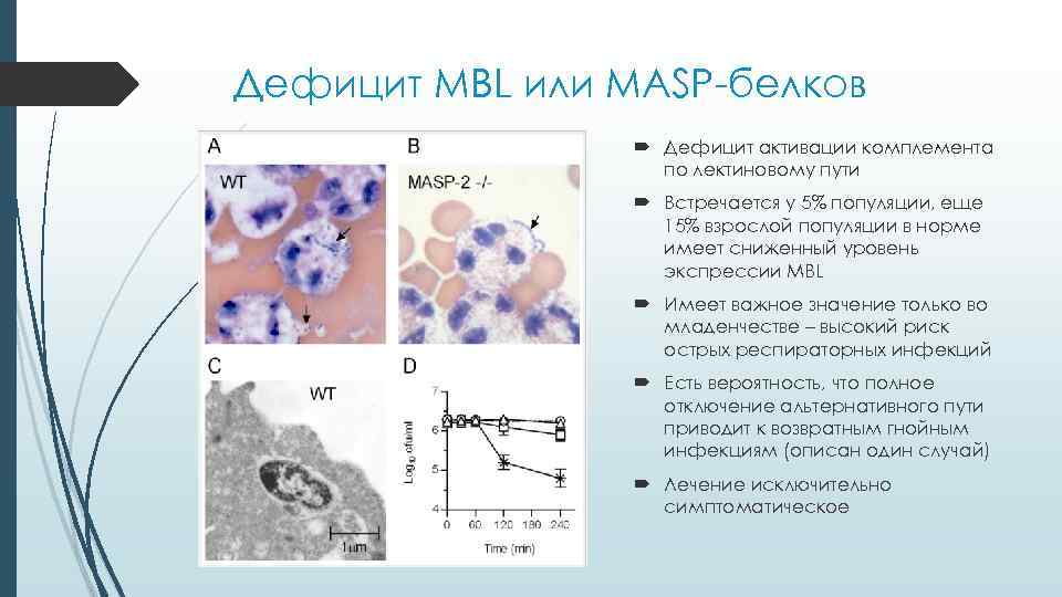 Дефицит MBL или MASP-белков Дефицит активации комплемента по лектиновому пути Встречается у 5% популяции,