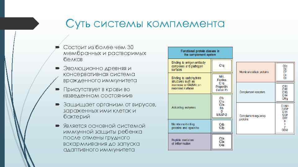 Суть системы комплемента Состоит из более чем 30 мембранных и растворимых белков Эволюционно древняя