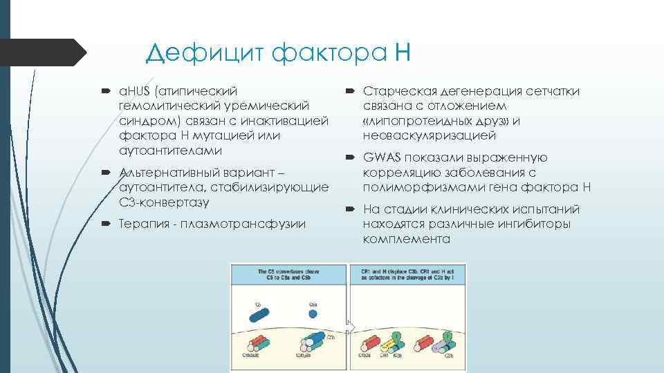 Дефицит фактора H a. HUS (атипический гемолитический уремический синдром) связан с инактивацией фактора H