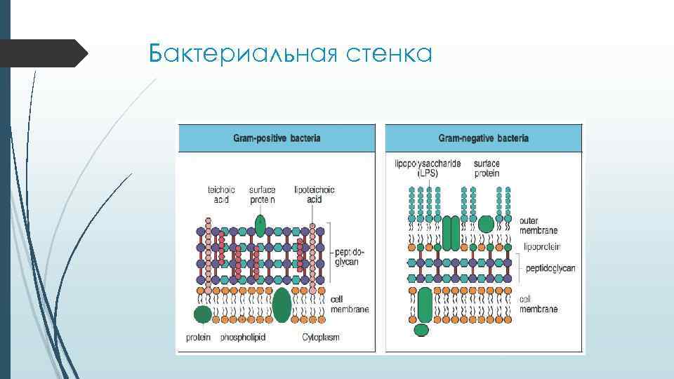Бактериальная стенка 