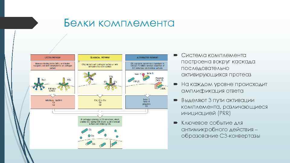 Белки комплемента Система комплемента построена вокруг каскада последовательно активирующихся протеаз На каждом уровне происходит