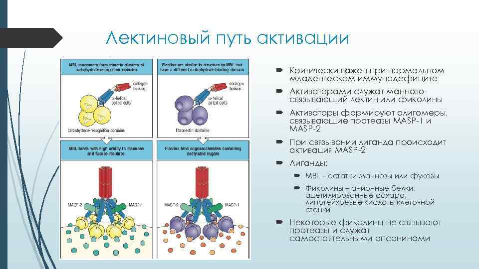 Лектиновый путь активации Критически важен при нормальном младенческом иммунодефиците Активаторами служат маннозосвязывающий лектин или