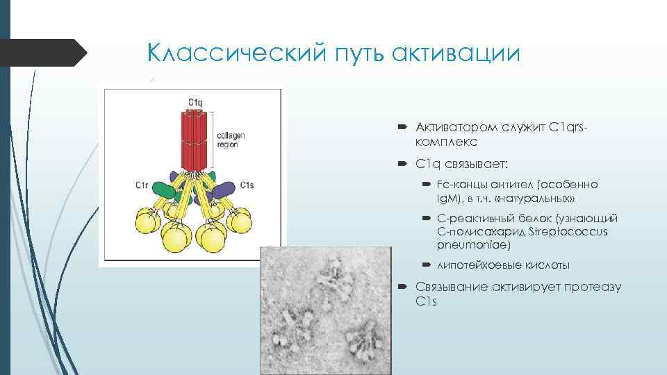 Классический путь активации Активатором служит C 1 qrsкомплекс C 1 q связывает: Fc-концы антител