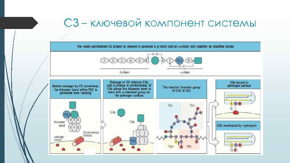 C 3 – ключевой компонент системы 