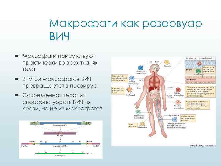 Макрофаги как резервуар ВИЧ Макрофаги присутствуют практически во всех тканях тела Внутри макрофагов ВИЧ