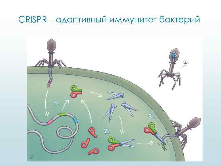 CRISPR – адаптивный иммунитет бактерий 