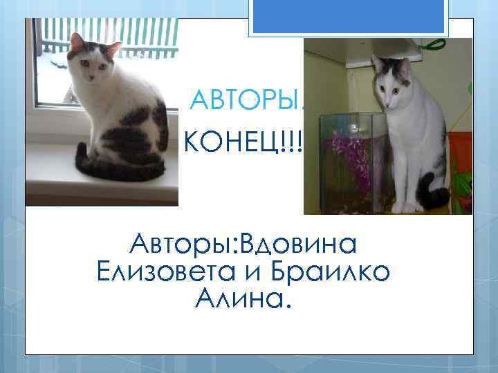 АВТОРЫ. КОНЕЦ!!! Авторы: Вдовина Елизовета и Браилко Алина. 