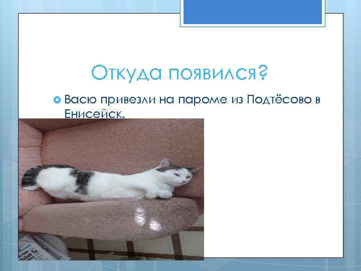 Откуда появился? Васю привезли на пароме из Подтёсово в Енисейск. 