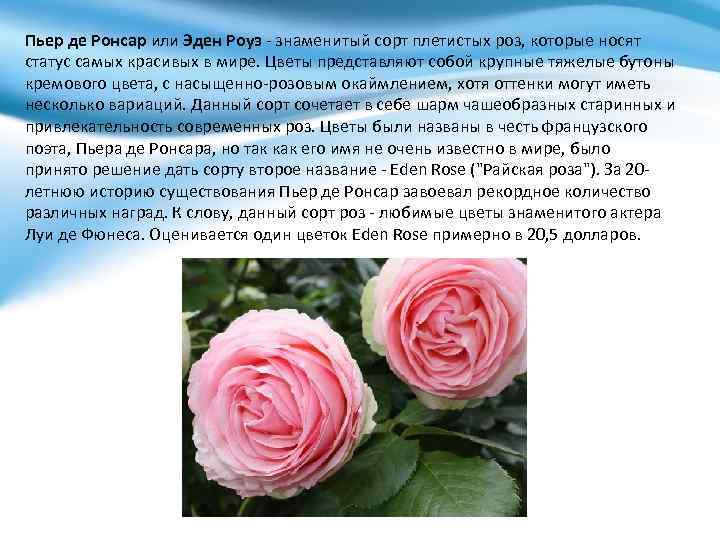 Пьер де Ронсар или Эден Роуз - знаменитый сорт плетистых роз, которые носят статус