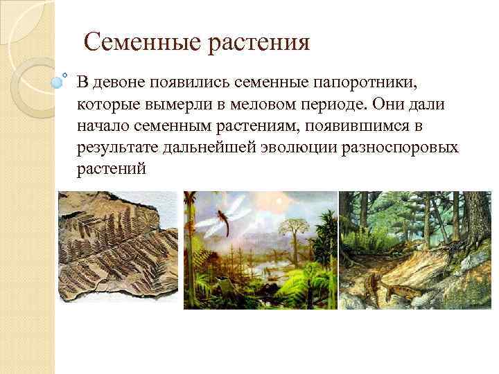 Семенные растения В девоне появились семенные папоротники, которые вымерли в меловом периоде. Они дали