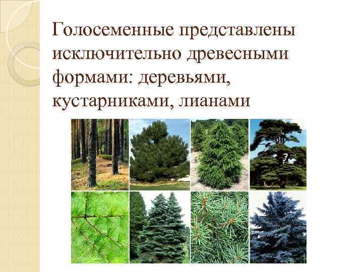 Голосеменные представлены исключительно древесными формами: деревьями, кустарниками, лианами 