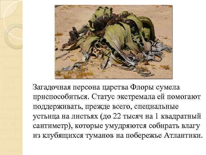 Загадочная персона царства Флоры сумела приспособиться. Статус экстремала ей помогают поддерживать, прежде всего, специальные