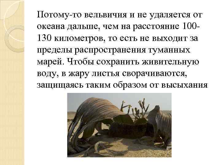 Потому-то вельвичия и не удаляется от океана дальше, чем на расстояние 100130 километров, то