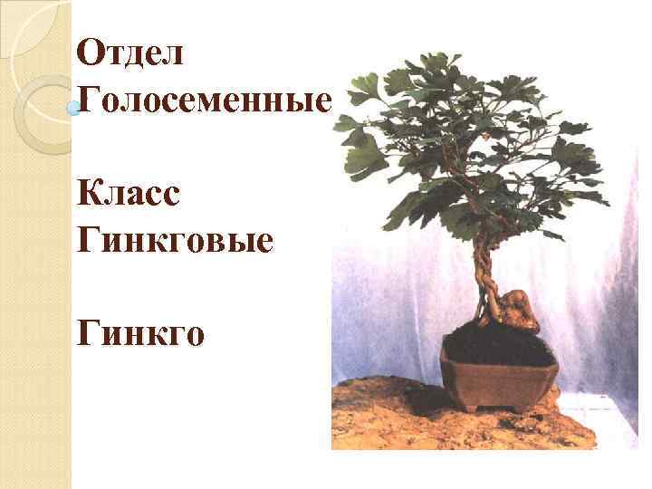 Отдел Голосеменные Класс Гинкговые Гинкго 