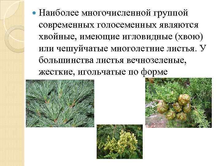  Наиболее многочисленной группой современных голосеменных являются хвойные, имеющие игловидные (хвою) или чешуйчатые многолетние