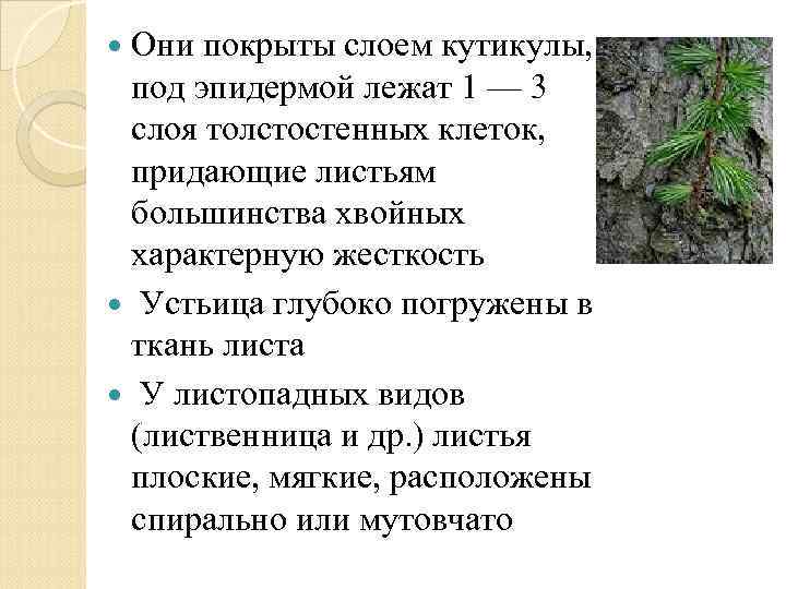  Они покрыты слоем кутикулы, под эпидермой лежат 1 — 3 слоя толстостенных клеток,