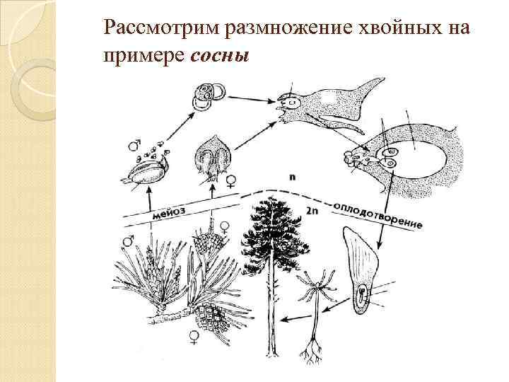 Рассмотрим размножение хвойных на примере сосны 