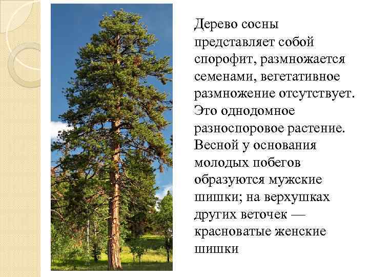 Дерево сосны представляет собой спорофит, размножается семенами, вегетативное размножение отсутствует. Это однодомное разноспоровое растение.
