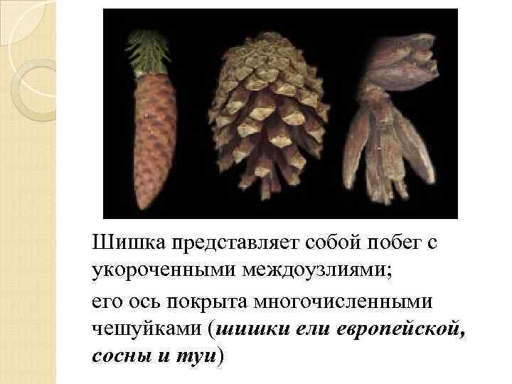 Шишка представляет собой побег с укороченными междоузлиями; его ось покрыта многочисленными чешуйками (шишки ели