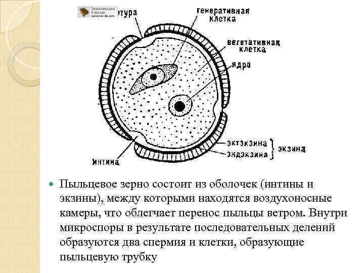  Пыльцевое зерно состоит из оболочек (интины и экзины), между которыми находятся воздухоносные камеры,