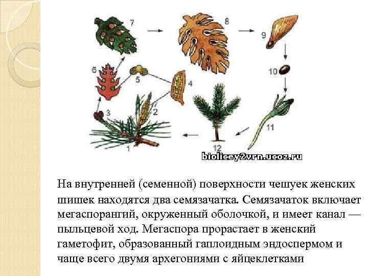 На внутренней (семенной) поверхности чешуек женских шишек находятся два семязачатка. Семязачаток включает мегаспорангий, окруженный