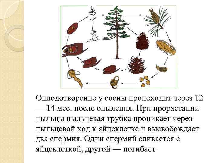 Оплодотворение у сосны происходит через 12 — 14 мес. после опыления. При прорастании пыльцы