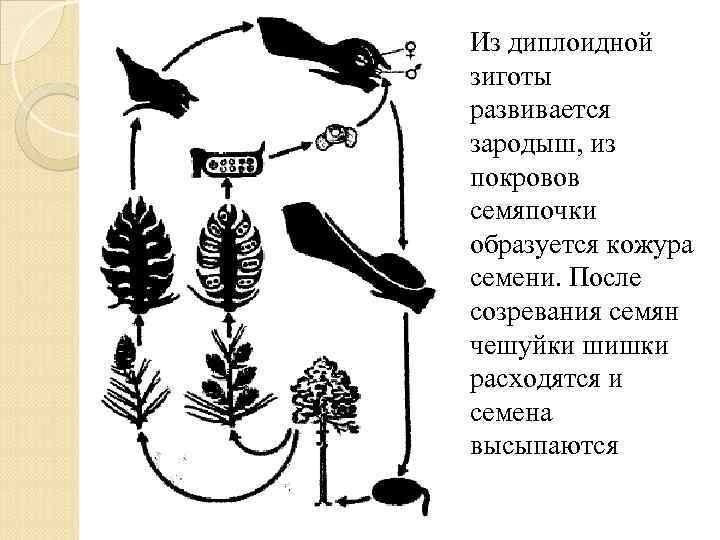 Из диплоидной зиготы развивается зародыш, из покровов семяпочки образуется кожура семени. После созревания семян